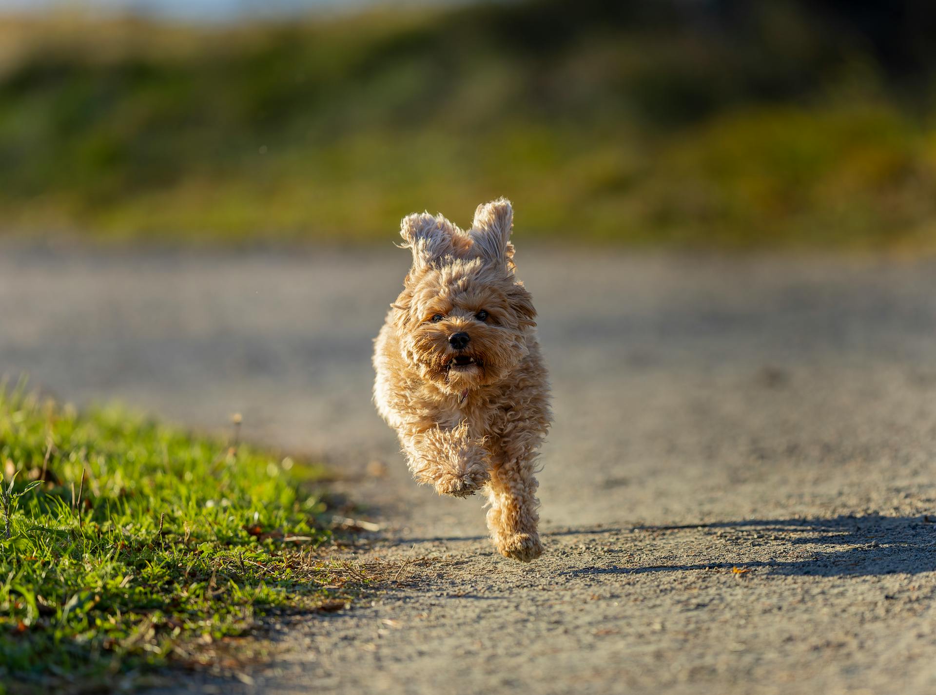 Een Cavapoo-puppy loopt energiek op een zonovergoten pad in Ludvika, Zweden.