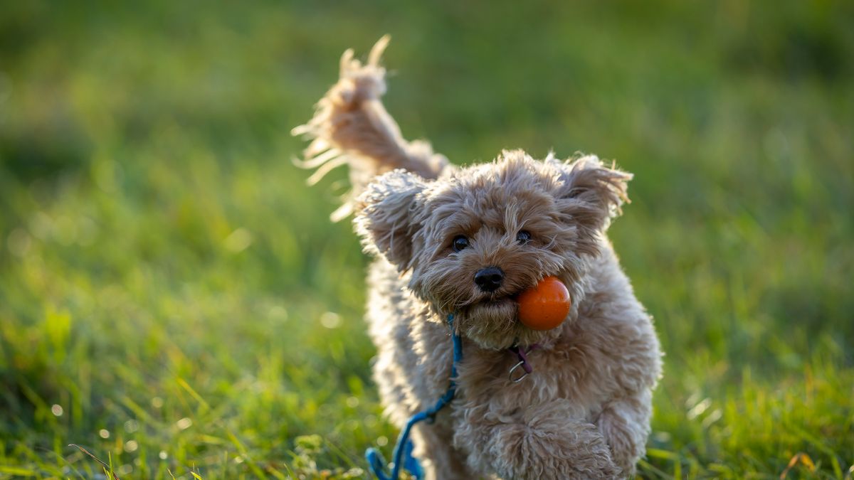 Cavapoo Haircuts: 8 Styles, Coat Types & Groomer Guide