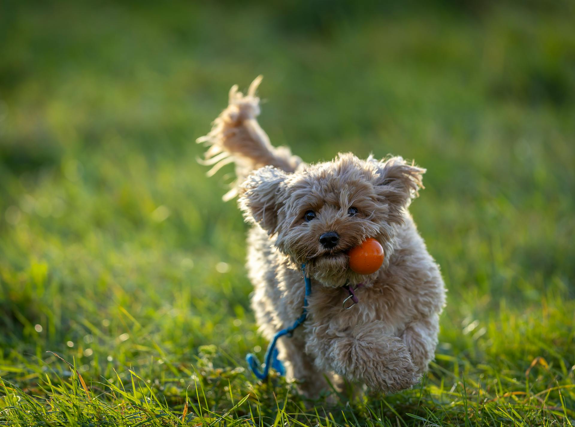 Playful Cavapoo dog running on grass with a ball in its mouth on a sunny day in Ludvika, Sweden.