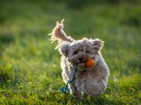 Buddy the puppy running with a ball