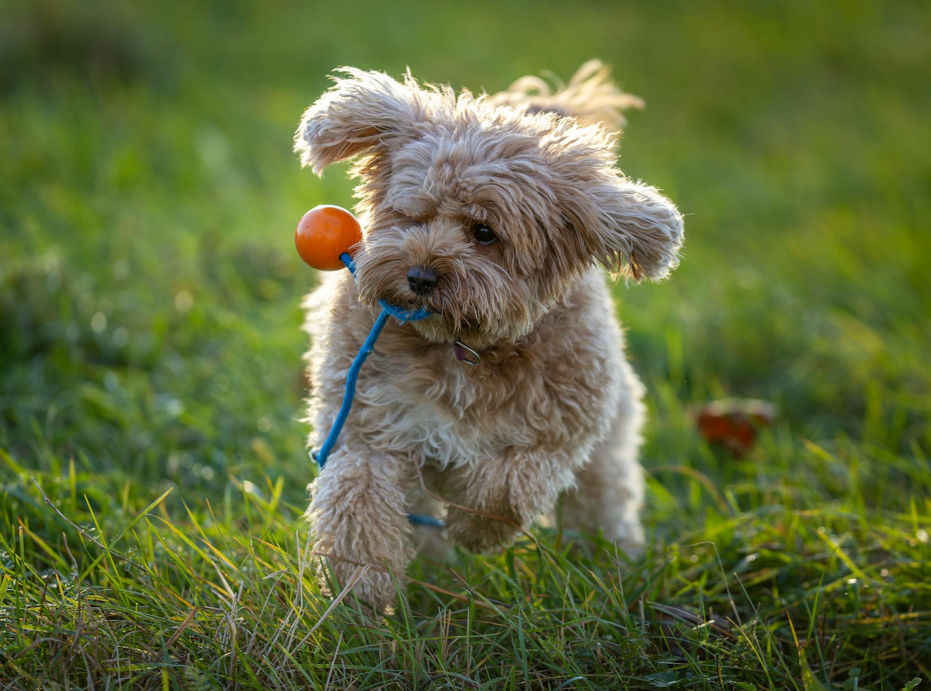 A cute Cavapoo dog plays with a toy in a sunny outdoor park.