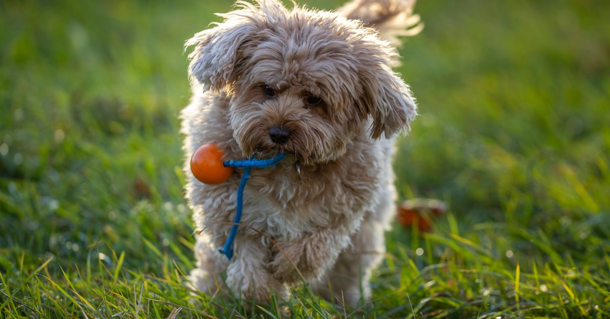 Adorable Cavapoo Playing Outdoors in Sunshine · Free Stock Photo
