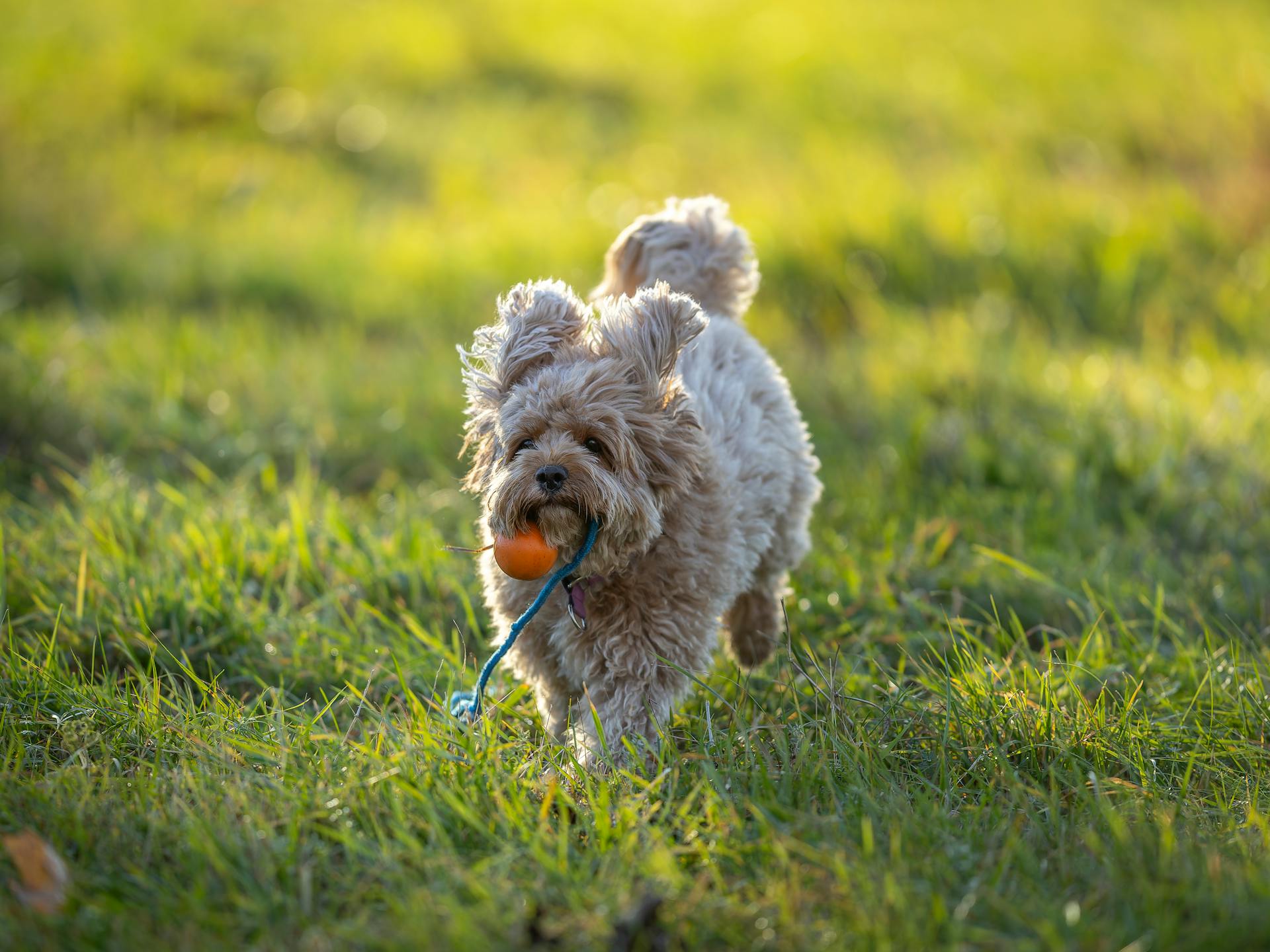 Adorable Cavapoo dog playing fetch in a sunny field, capturing joy and energy.