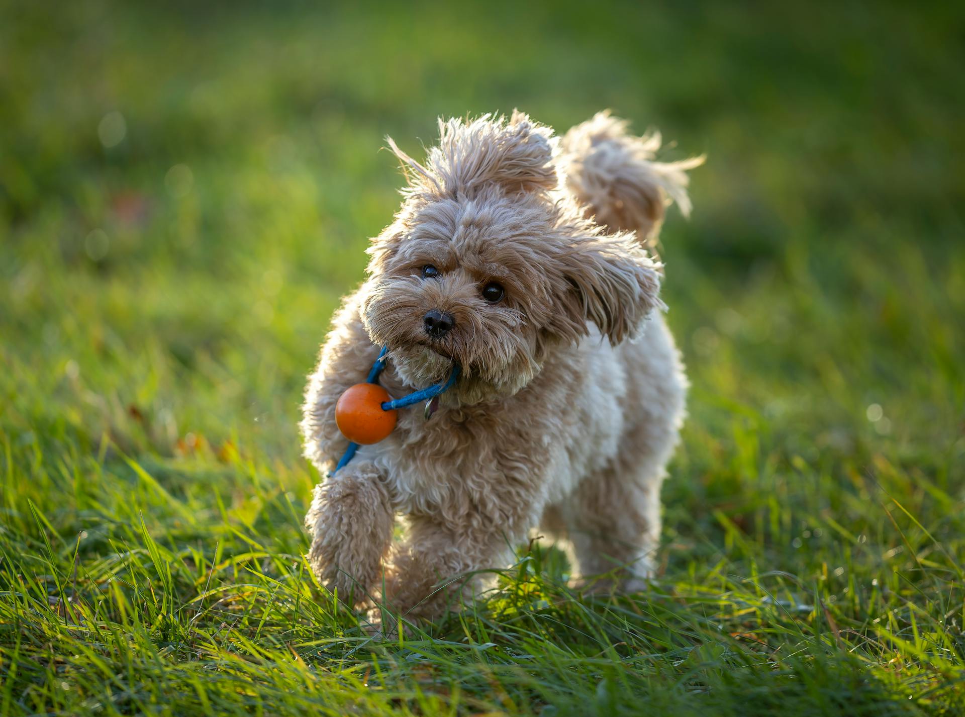 A cute Cavapoo frolics in a grassy field with a toy ball, enjoying a sunny day outdoors.