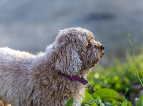 A cute Cavapoo dog with curly fur enjoying a sunny day outdoors in Sweden.