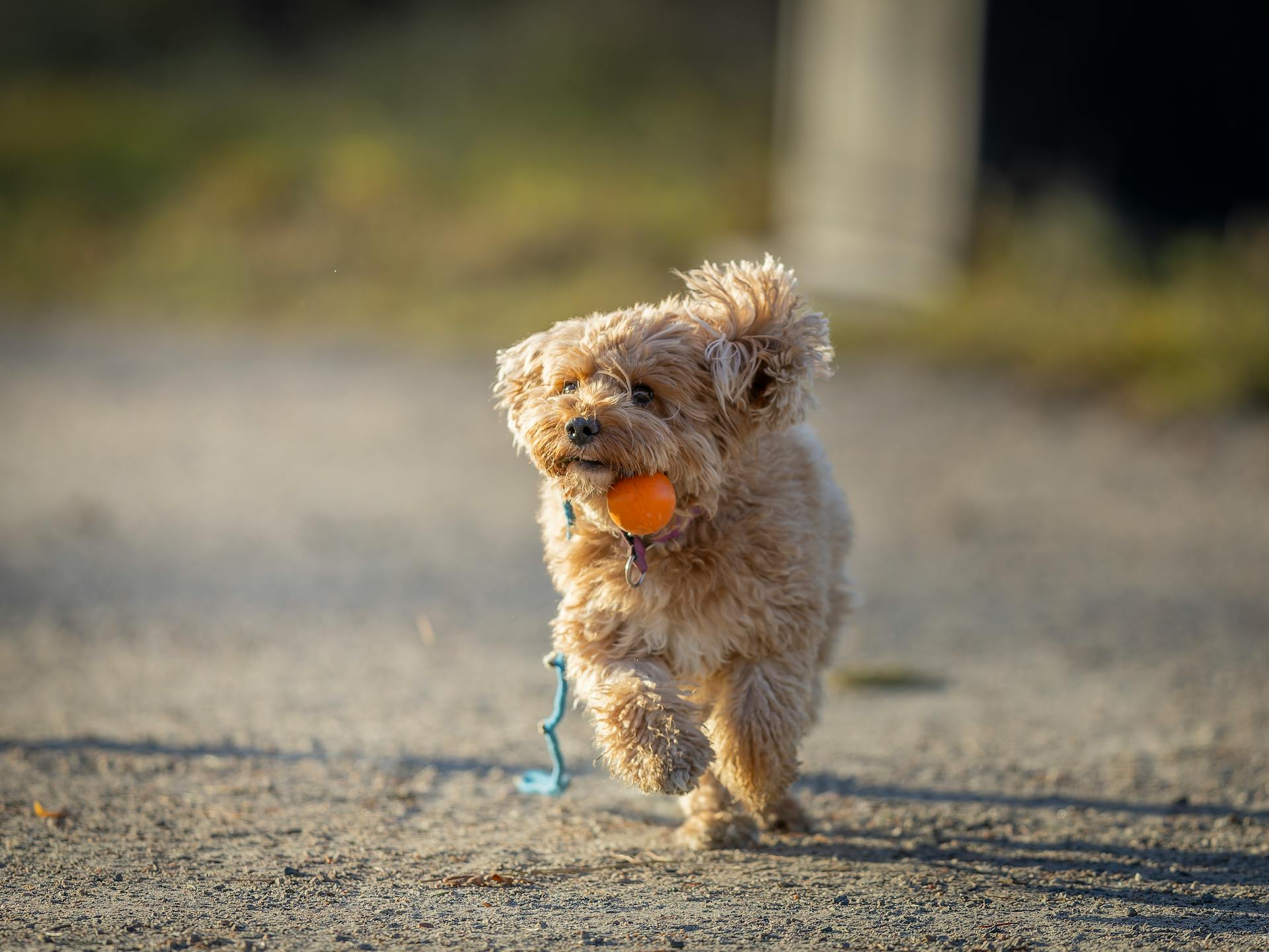 Cute Cavapoo puppy with orange ball on a sunny day in Ludvika, Sweden.