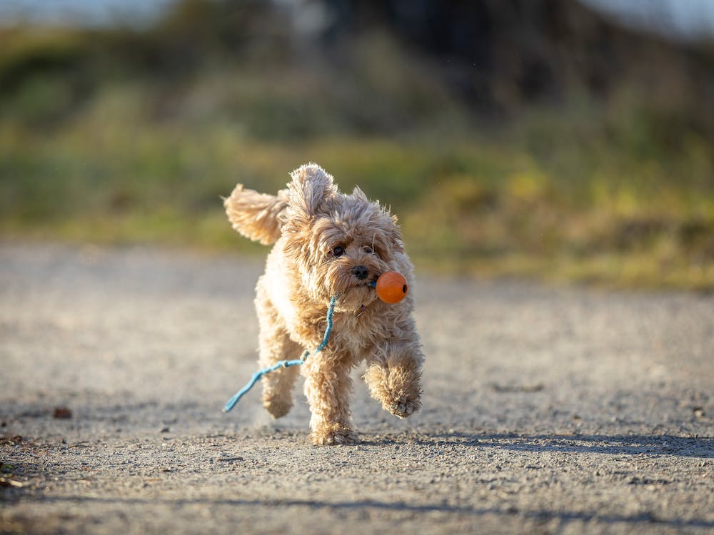 Cavapoo Playing Outdoors with Ball · Free Stock Photo