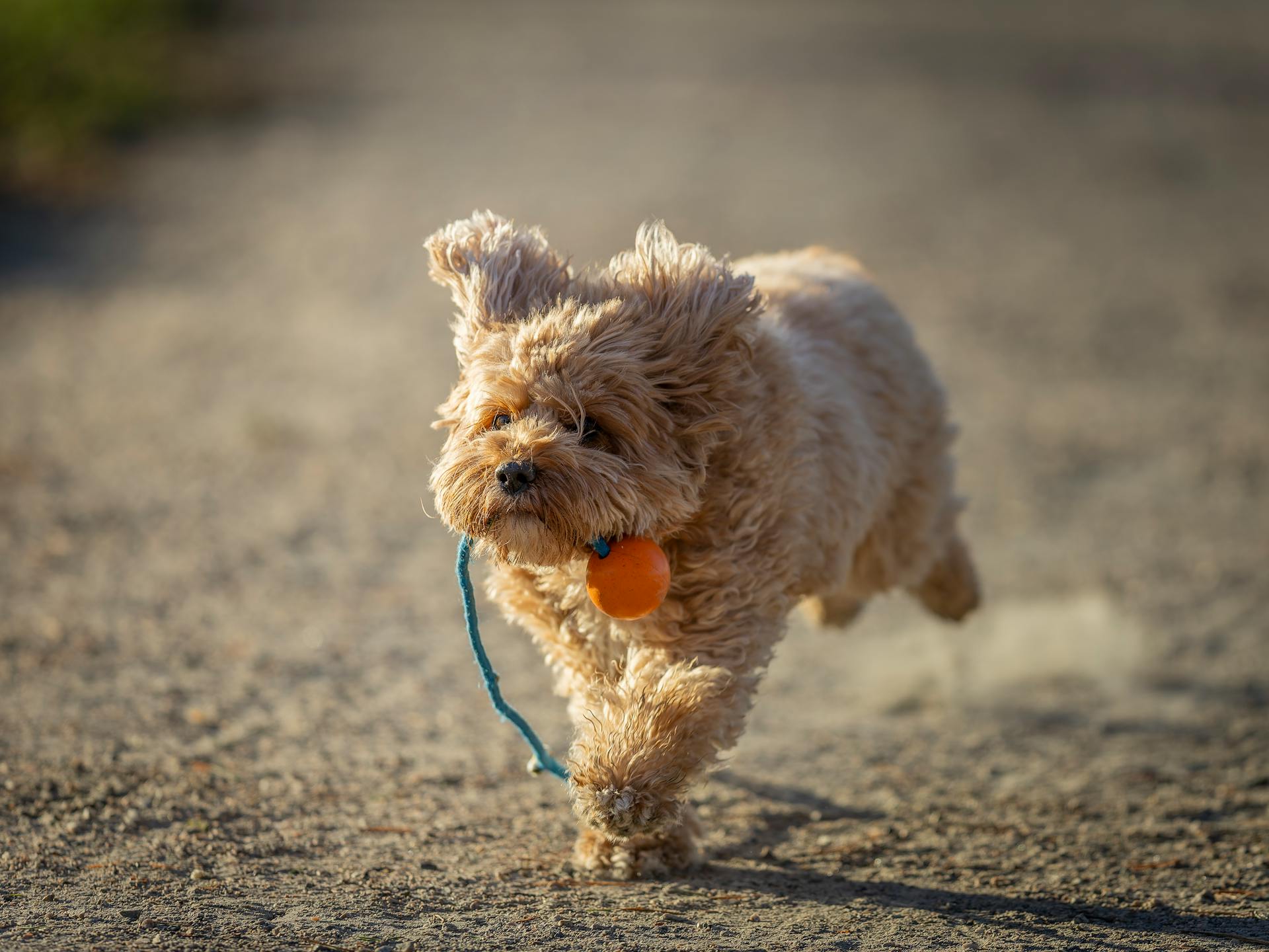 Un jour ensoleillé, un chauve chiot Cavapoo court joyeusement sur un sentier avec une boule orange dans la bouche.