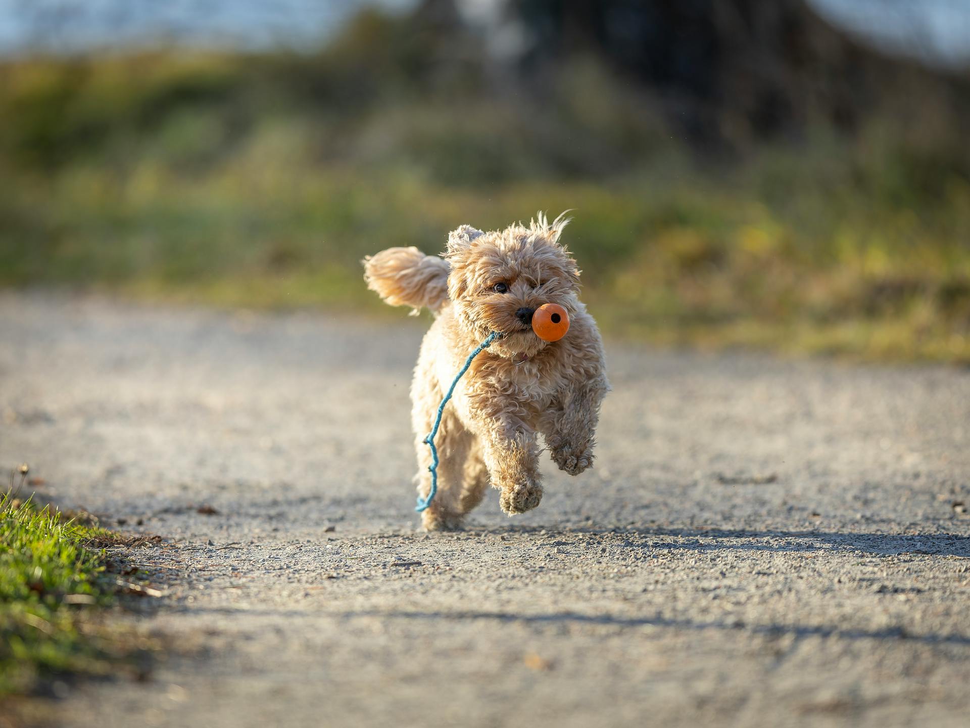 A playful Cavapoo dog joyfully running with a toy on an outdoor pathway, showcasing energy and happiness.