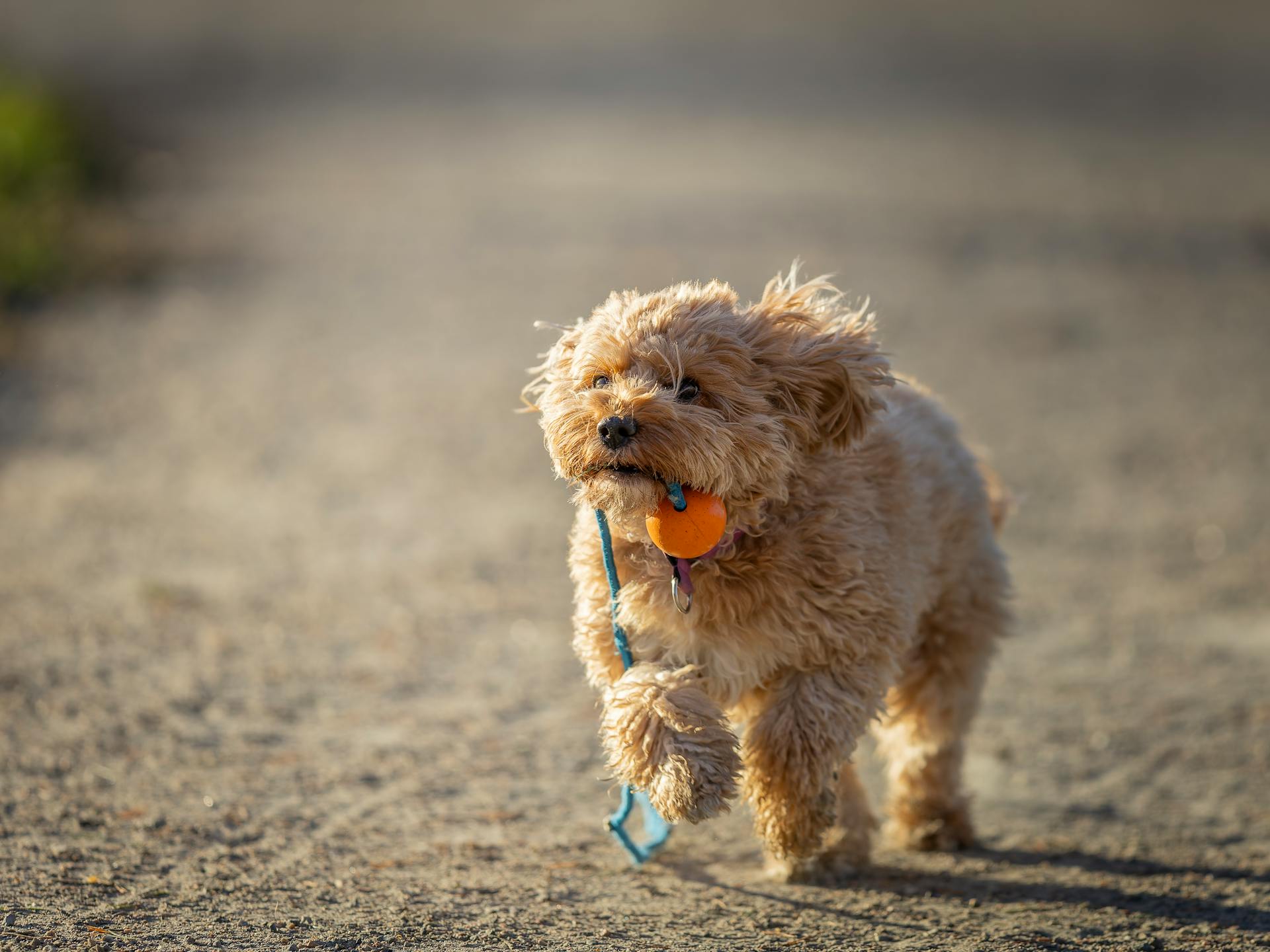 En glad Cavapoo-hund som springer med en leksak i munnen en solig dag.