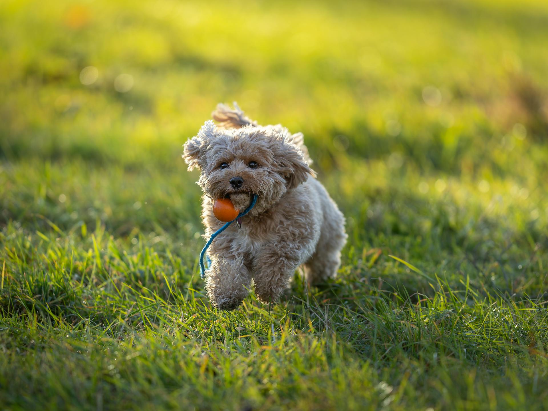 Le chien Cavapoo joue joyeusement avec une balle dans un champ vert par une journée ensoleillée.