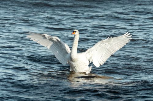 Free A graceful mute swan spreads its wings on a serene body of water, capturing its elegance and beauty. Stock Photo