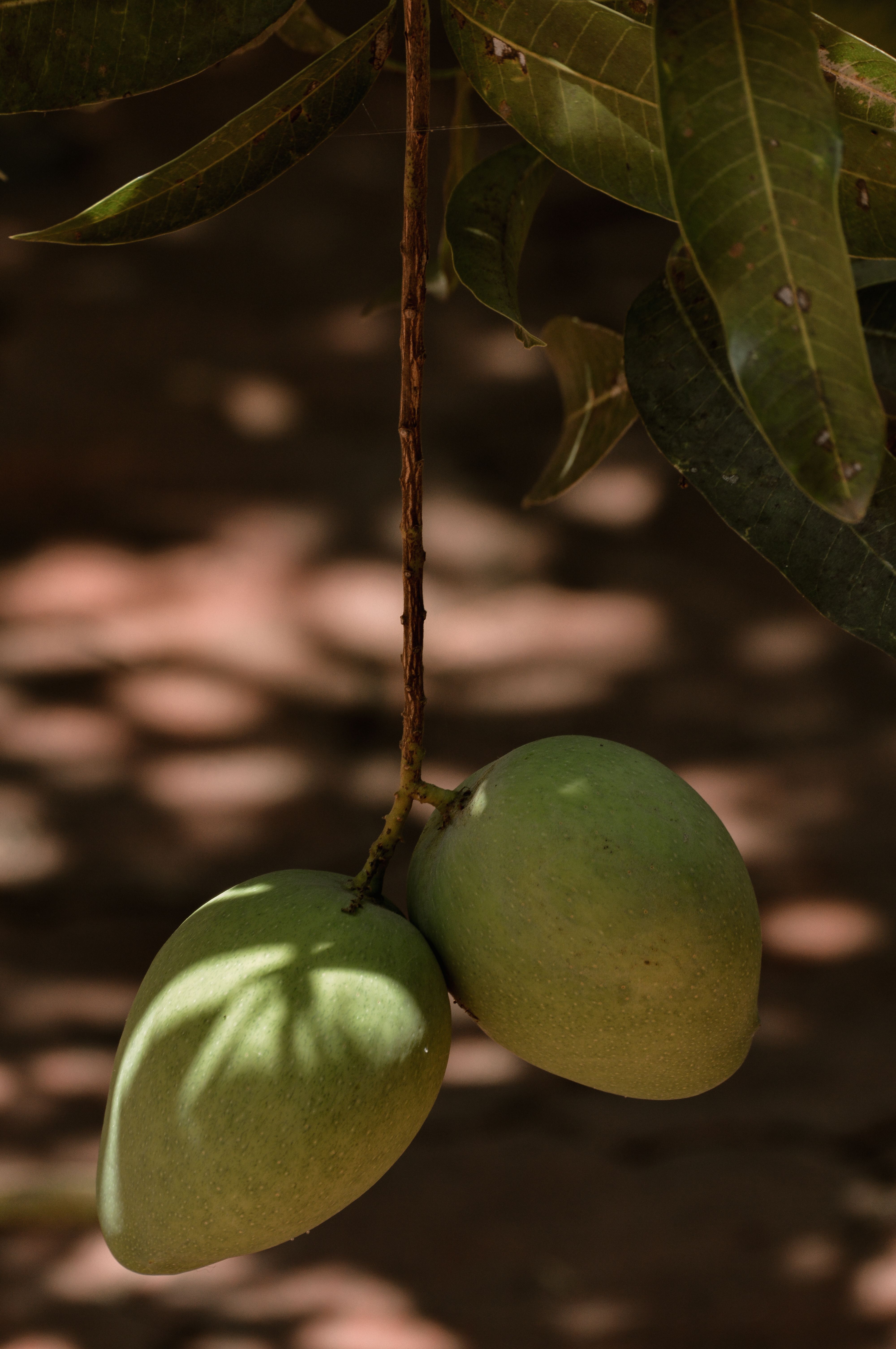 Two green mangoes hanging from a tree branch in natural lighting.