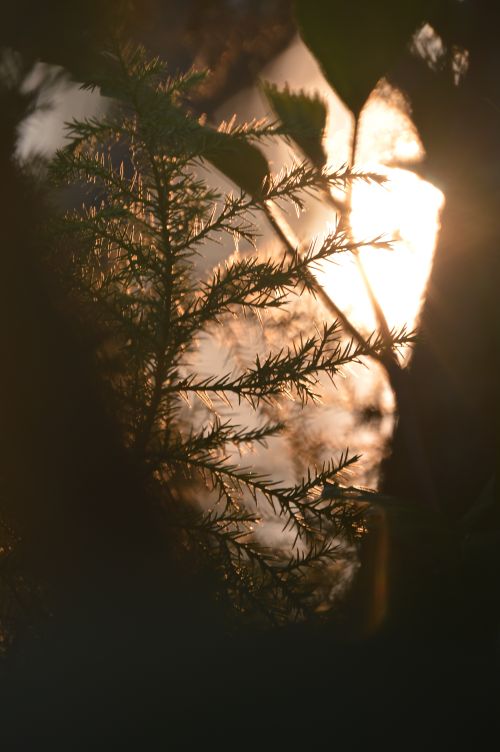 Free Sunlight filters through branches in a serene forest, evoking tranquility and connection with nature. Stock Photo