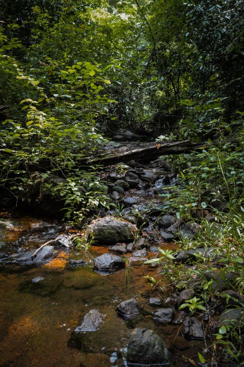 Free A tranquil forest stream shaded by tall trees and surrounded by lush greenery and mossy rocks. Stock Photo