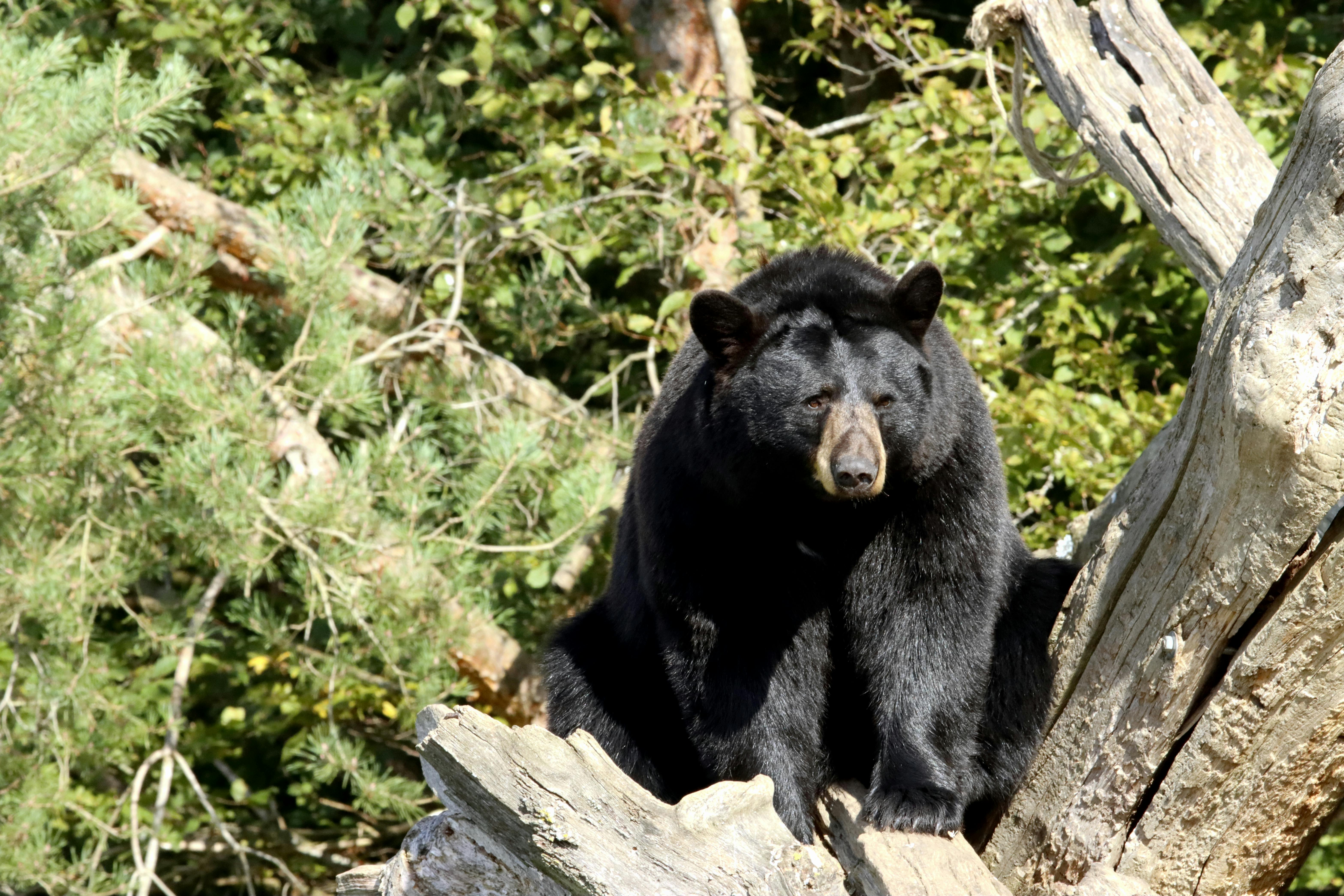 A black bear in natural habitat perched on a tree trunk during the day.