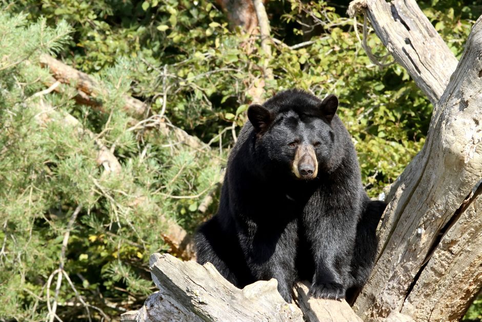 A black bear in natural habitat perched on a tree trunk during the day.