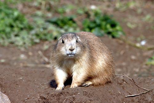 Free A prairie dog sits on the ground with green foliage in the background outdoors. Stock Photo