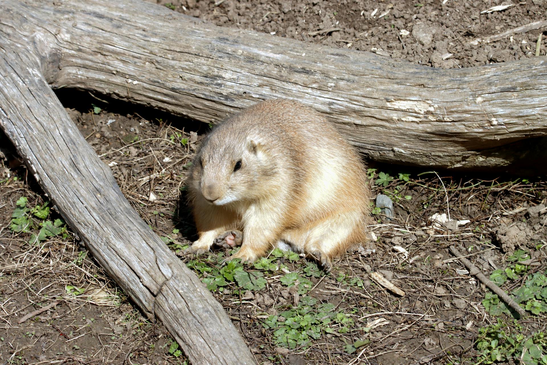 A prairie dog sits by a log in a natural, outdoor setting, bathed in sunlight.