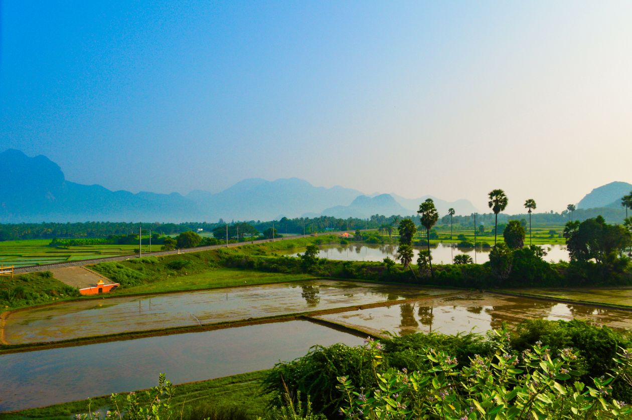 Ruộng lúa xanh trải dài với dãy núi mờ phía chân trời