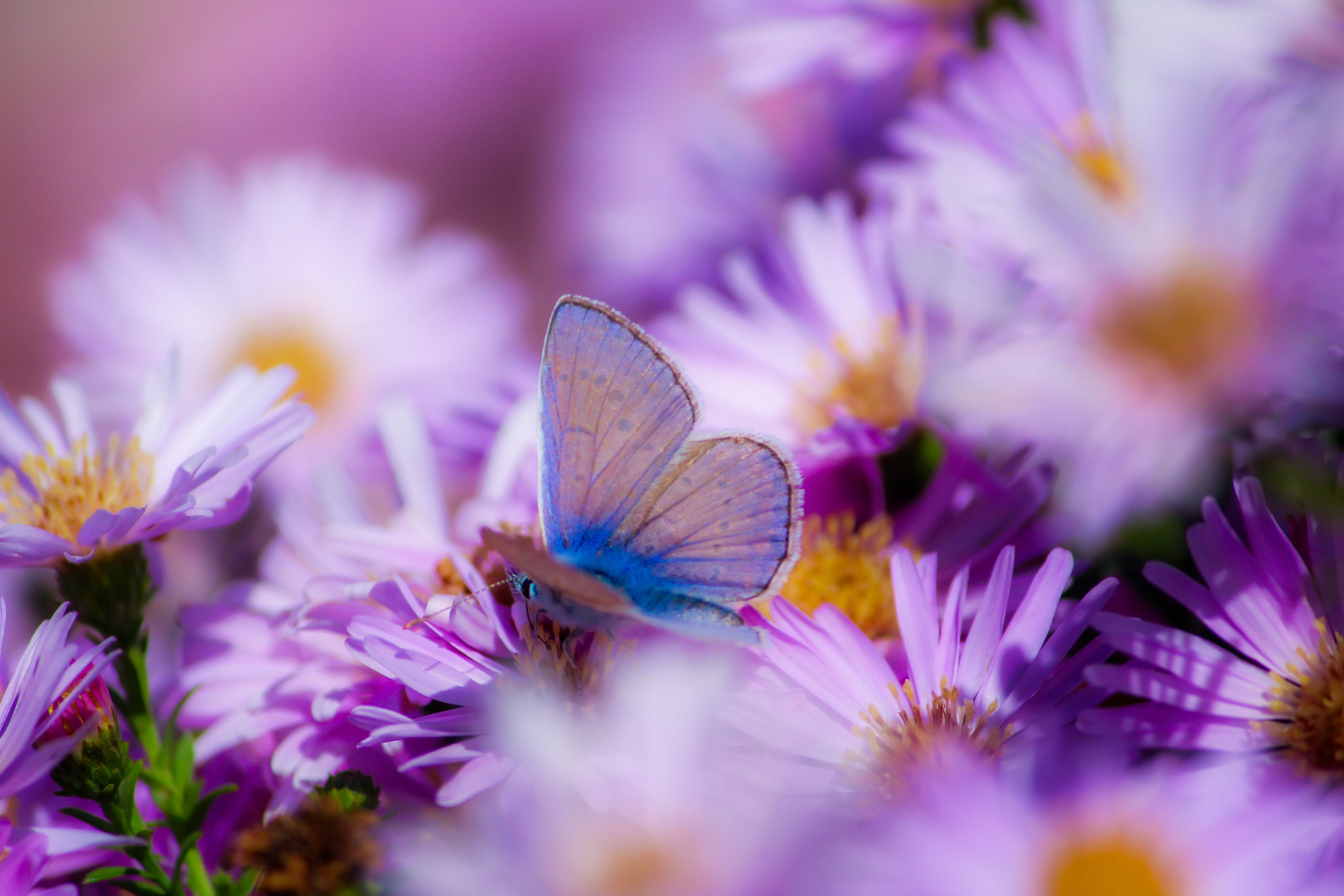 Close-up of a Beautiful Blue Butterfly on Purple Flowers · Free Stock Photo