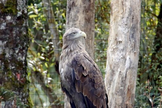 White-tailed eagle perched on a tree in natural forest habitat.