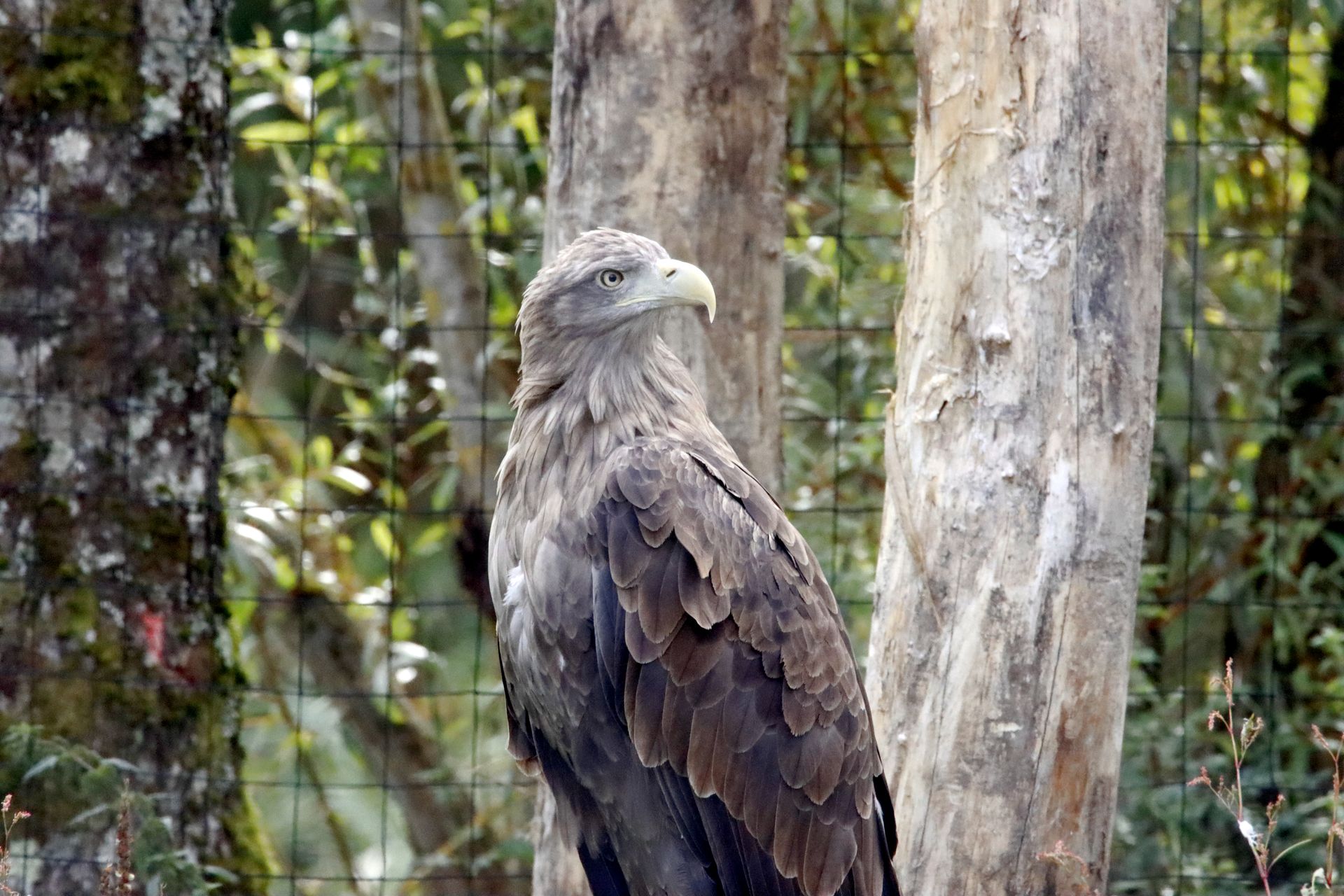 White-tailed eagle perched on a tree in natural forest habitat.