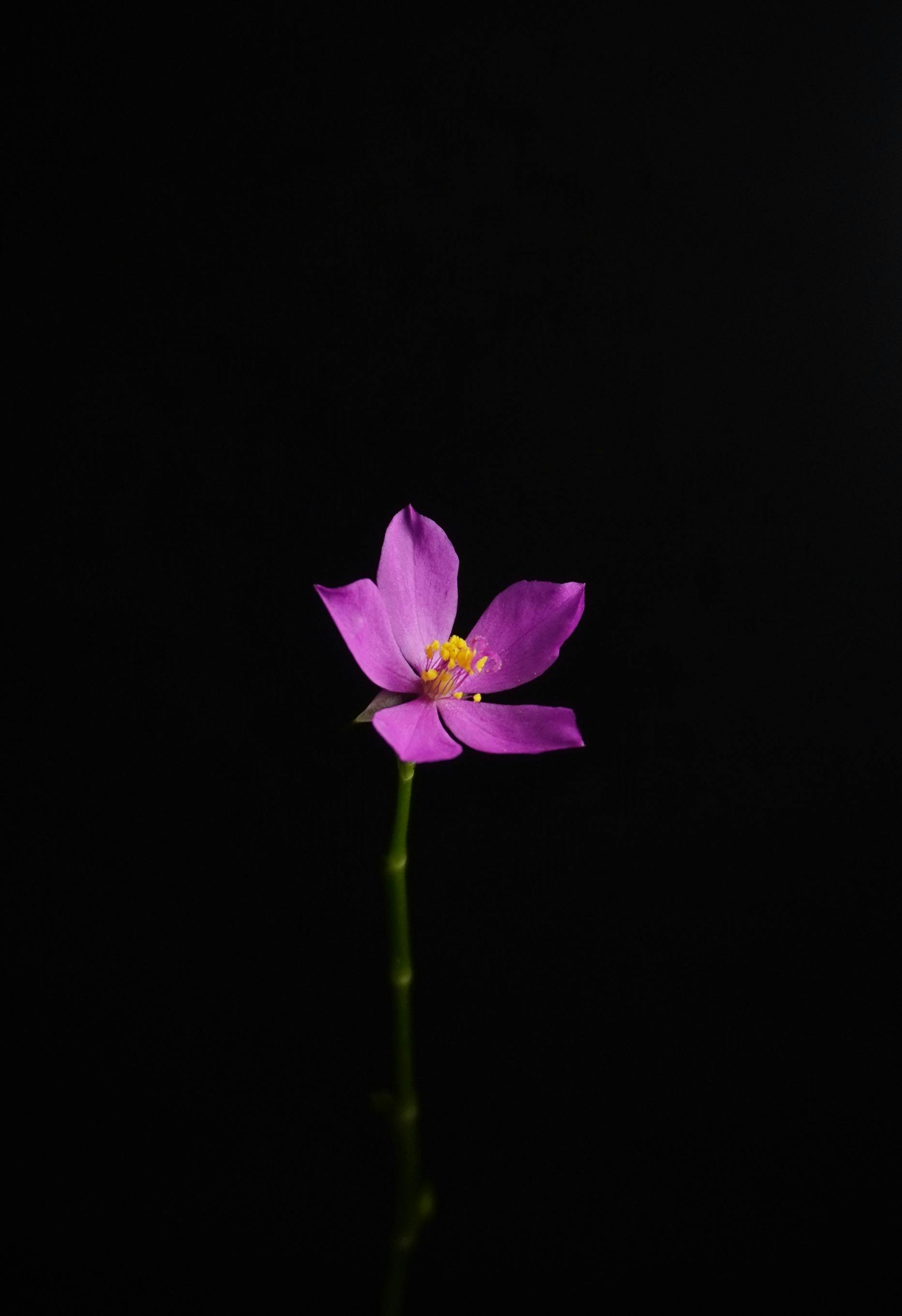 Simple Black Wallpaper Photos, Download The BEST Free Simple Black