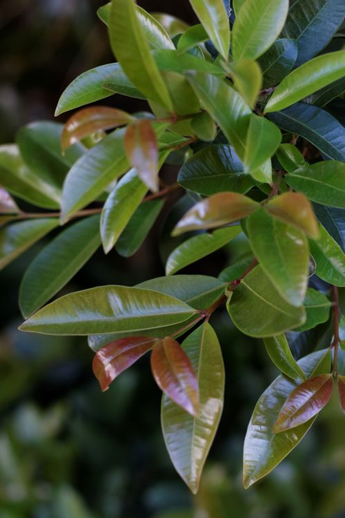 Free Detailed view of shiny green leaves in Wellington, South Africa, capturing the lush nature. Stock Photo