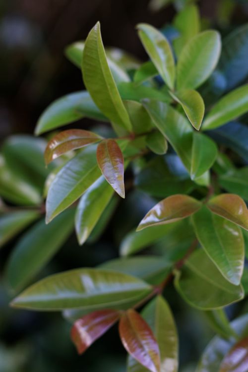 Free Detailed close-up of fresh, shiny green leaves with new growth in vibrant colors. Stock Photo