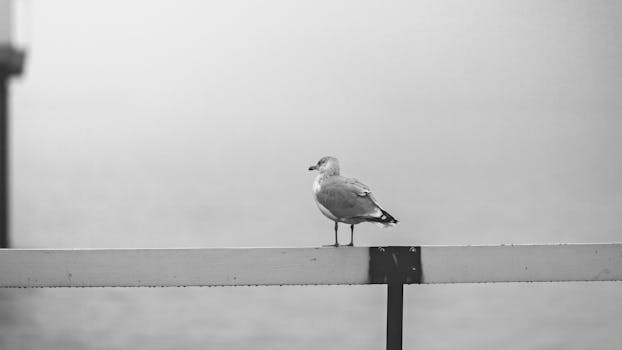 Black and white photo of a seagull perched on a pier railing in Skåne län, Sweden.
