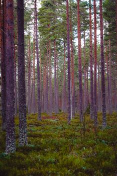 Serene pine forest with soft spring light and lush greenery.
