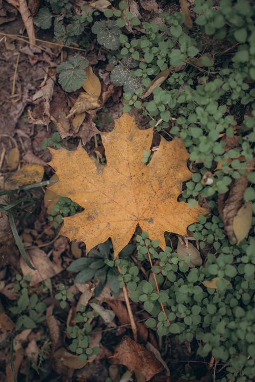 Free Close-up of a vibrant maple leaf on a forest floor in Ukraine, highlighting fall texture. Stock Photo