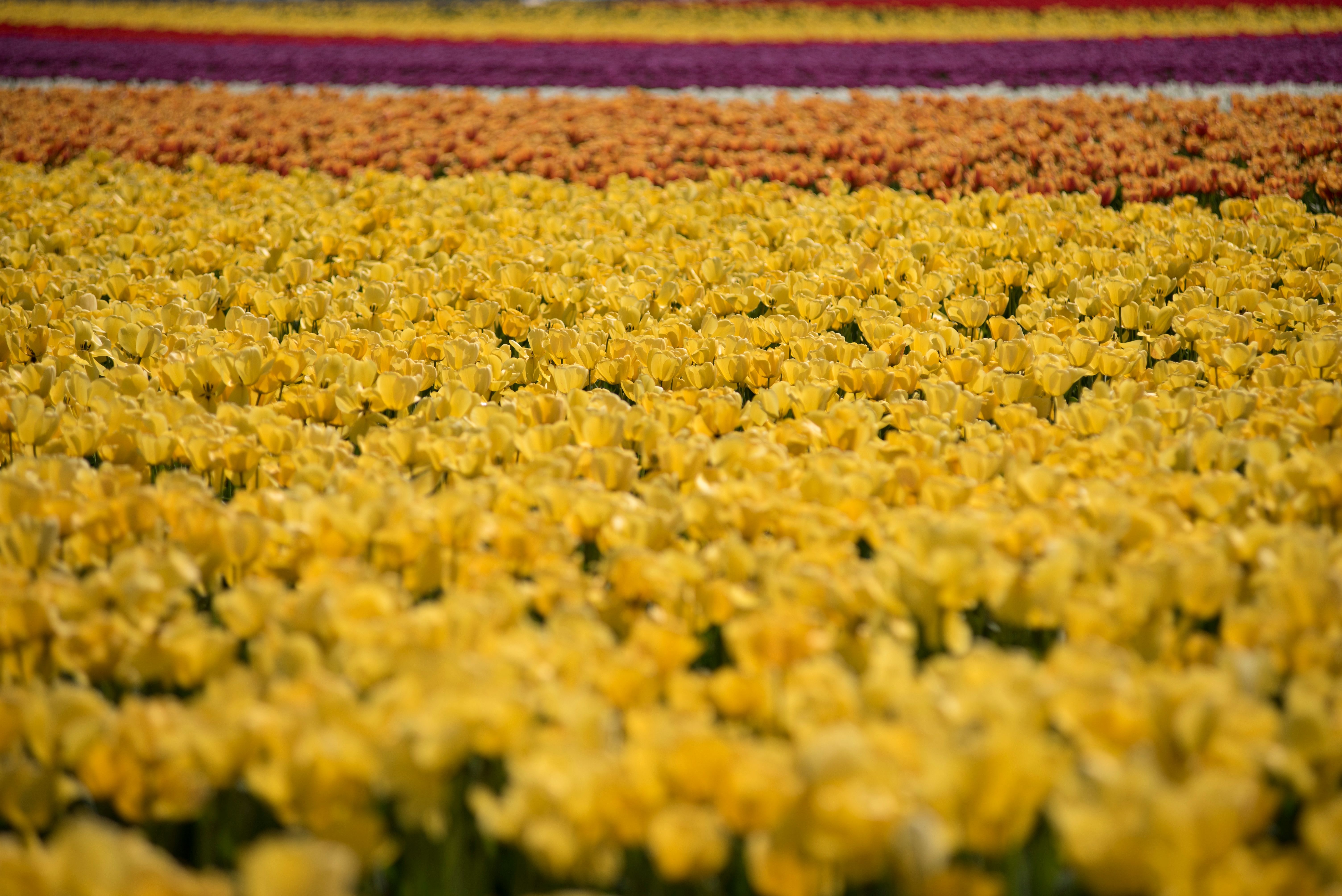 Vibrant Yellow Tulip Field in Bloom · Free Stock Photo