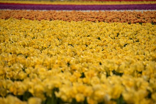 Free Expansive field of yellow tulips with rows of colorful blooms in spring. Stock Photo
