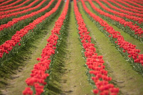 Free Long rows of blooming red tulips in a lush green field during springtime. Stock Photo