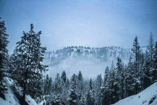 Free A serene snowy forest landscape with mountains in the winter season. Stock Photo