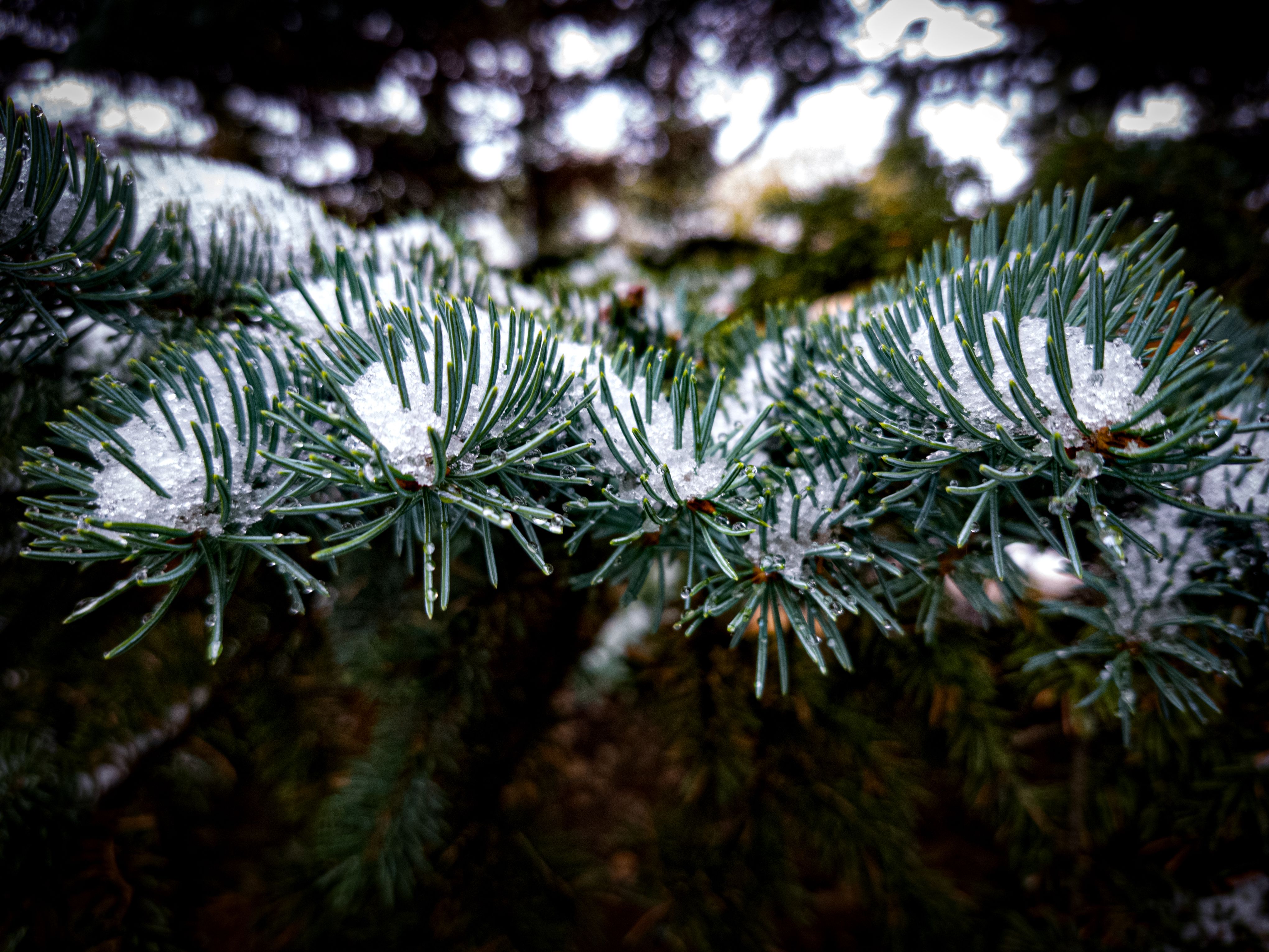 Christmas Wonderland Backdrop Photos, Download The BEST Free Christmas