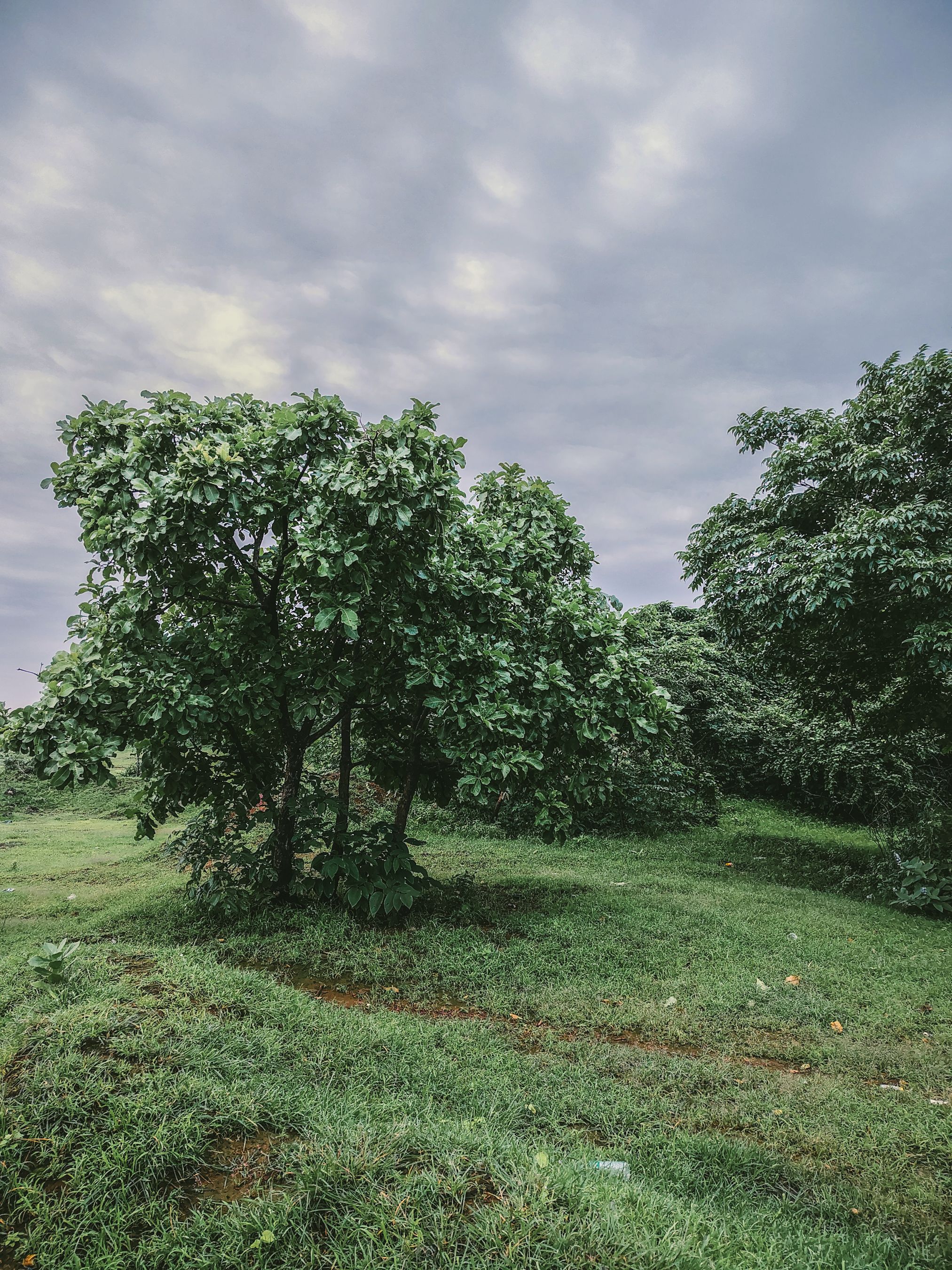 Lush Green Landscape Under Cloudy Skies · Free Stock Photo