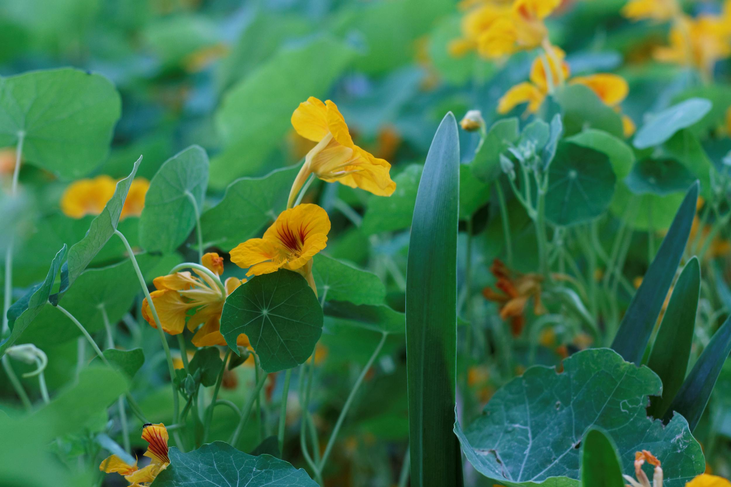 Close-up of colorful nasturtium flowers with green foliage in a sunny South African garden.