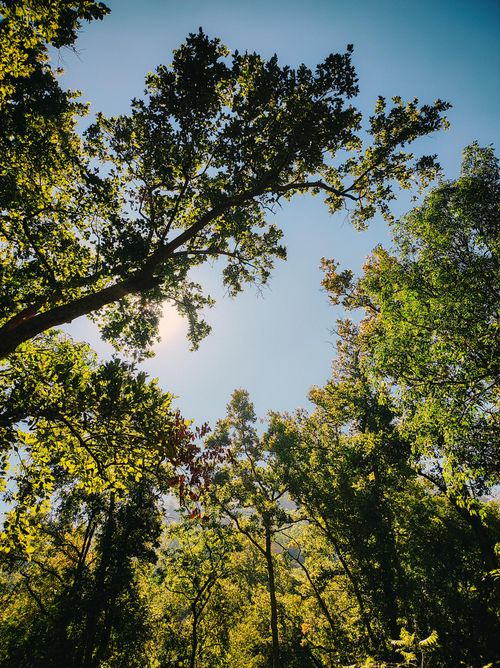 Free Sunlight filters through a vibrant green forest canopy, creating a serene nature scene. Stock Photo