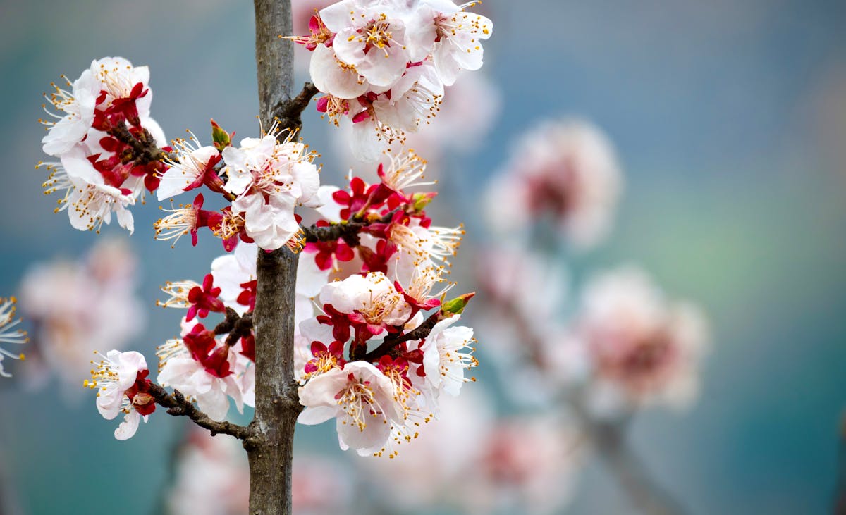 Cherry Blossom Tree 4k Wallpaper Photos, Download The BEST Free Cherry