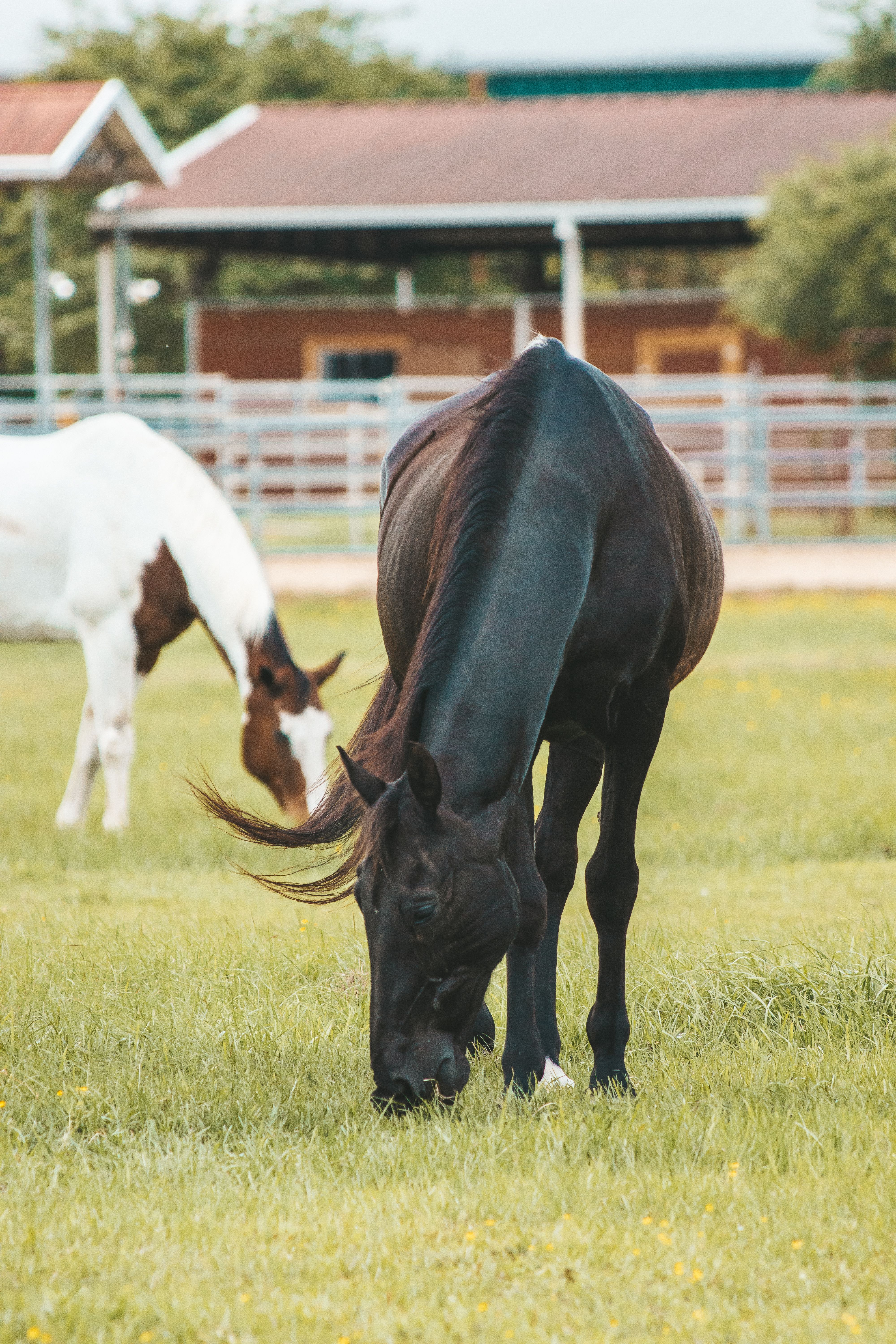 Two horses grazing peacefully on a green pasture in a rural setting.