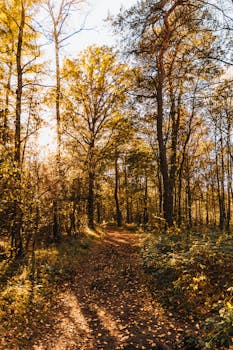 A serene forest path illuminated by warm autumn sunlight and surrounded by vibrant fall foliage.