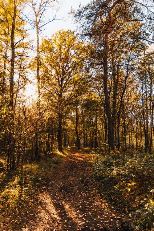 Free A serene forest path illuminated by warm autumn sunlight and surrounded by vibrant fall foliage. Stock Photo