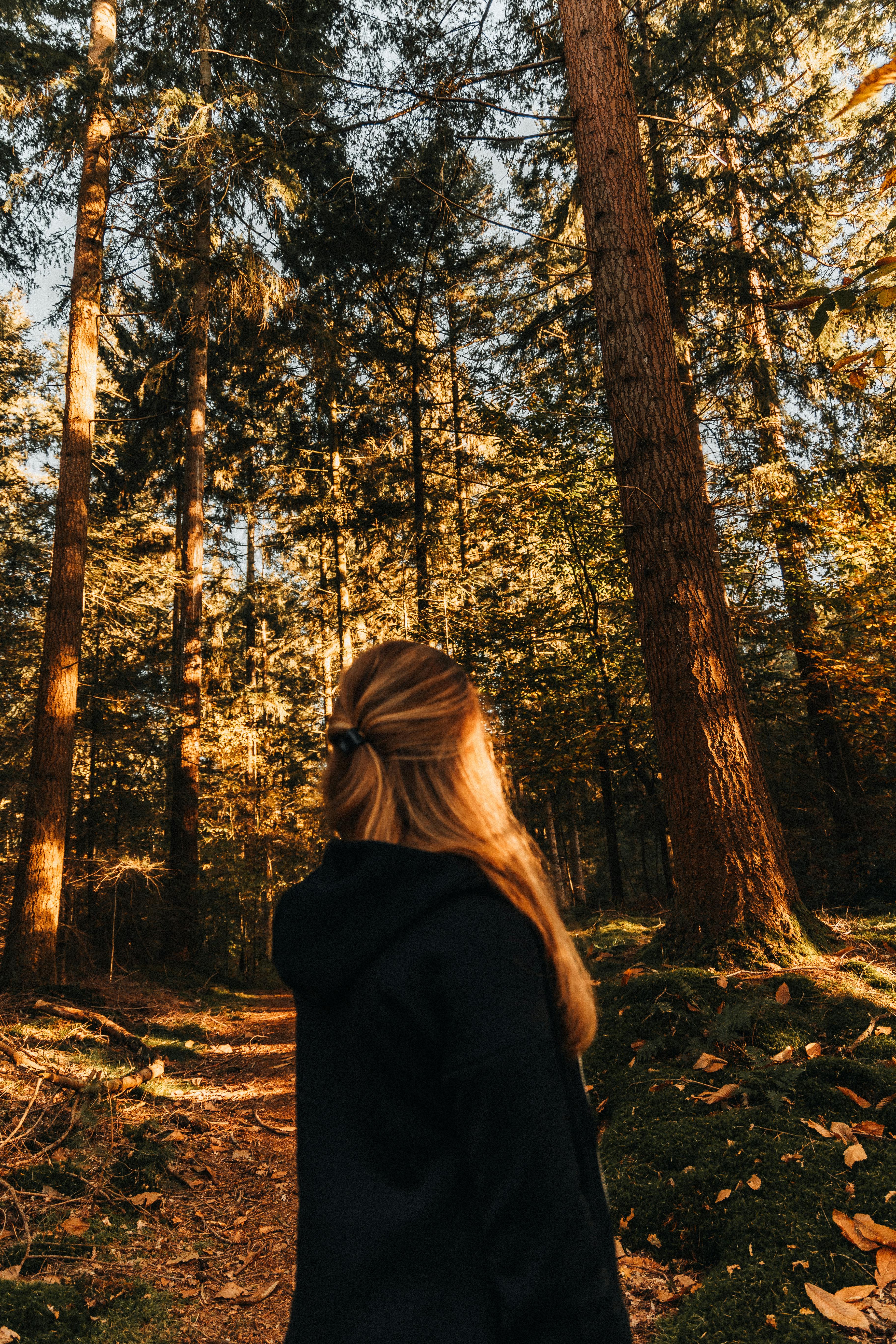 A serene autumn scene with a person walking through a golden forest, embraced by warm sunlight.