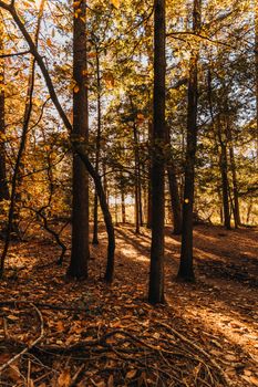 Warm and inviting autumn forest scene with sunlit pathway and golden leaves.