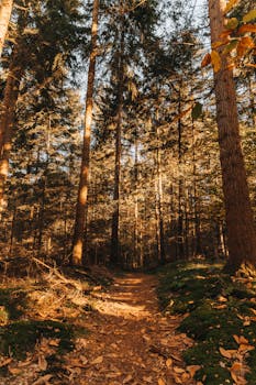 Discover the tranquility of a forest path in autumn, bathed in warm golden hues.