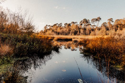 Tranquil autumn forest with vivid reflections in a peaceful lake, showcasing vibrant fall colors.