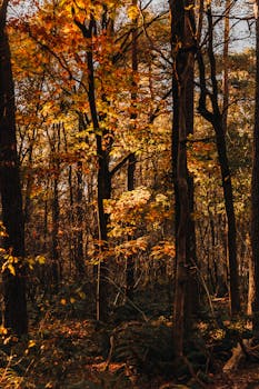 Serene autumn forest scene with bright orange and yellow leaves casting warm light.